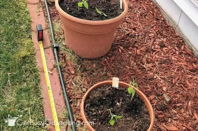 How To Build DIY Drip Irrigation System For Potted Plants – Gardenoid