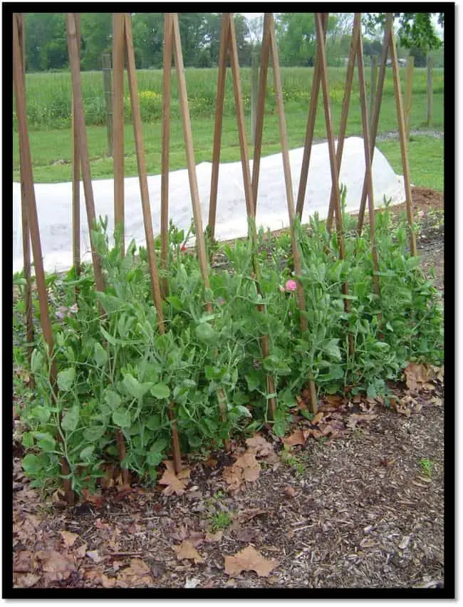 25 DIY Pea Trellis Ideas For Your Garden | Gardenoid