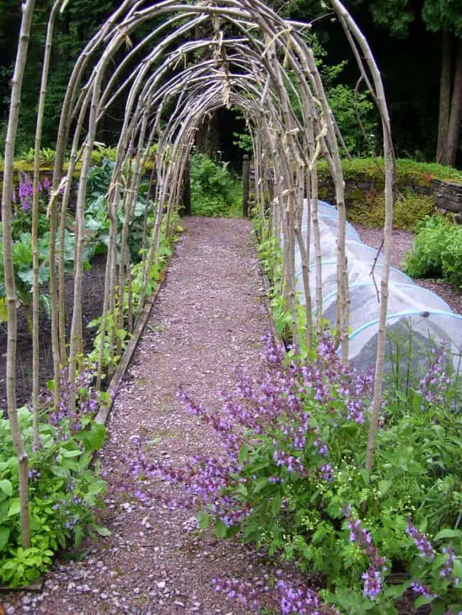 DIY hazel arched peas trellis