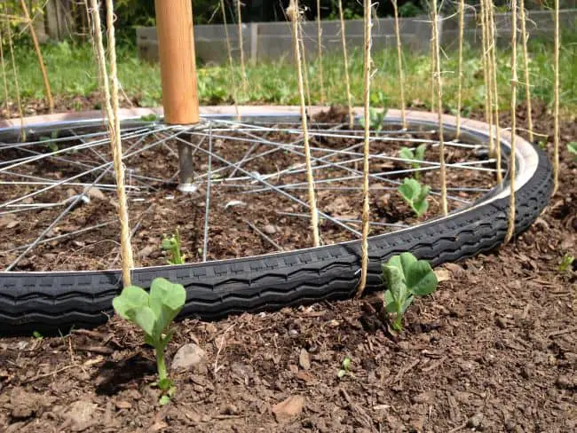 DIY pea trellis idea with repurposed bicycle