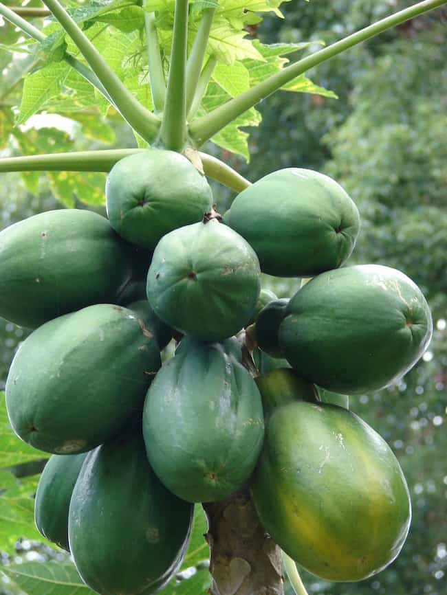 growing papaya tree