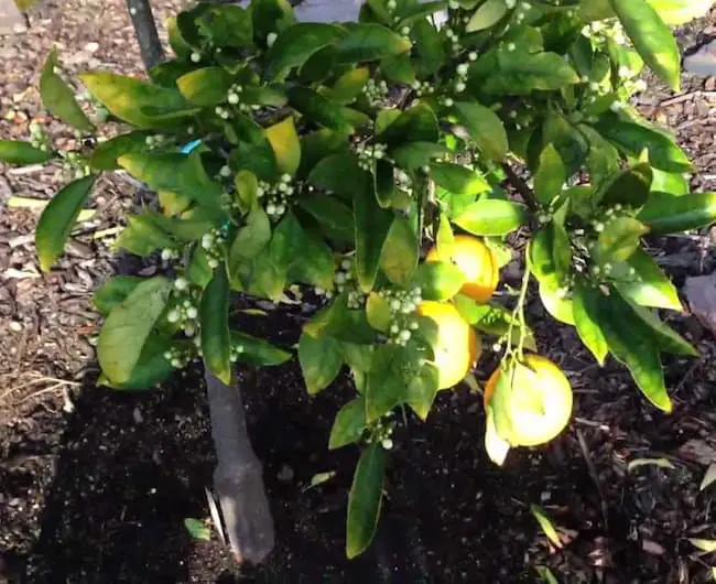 grow lemon tree from seeds