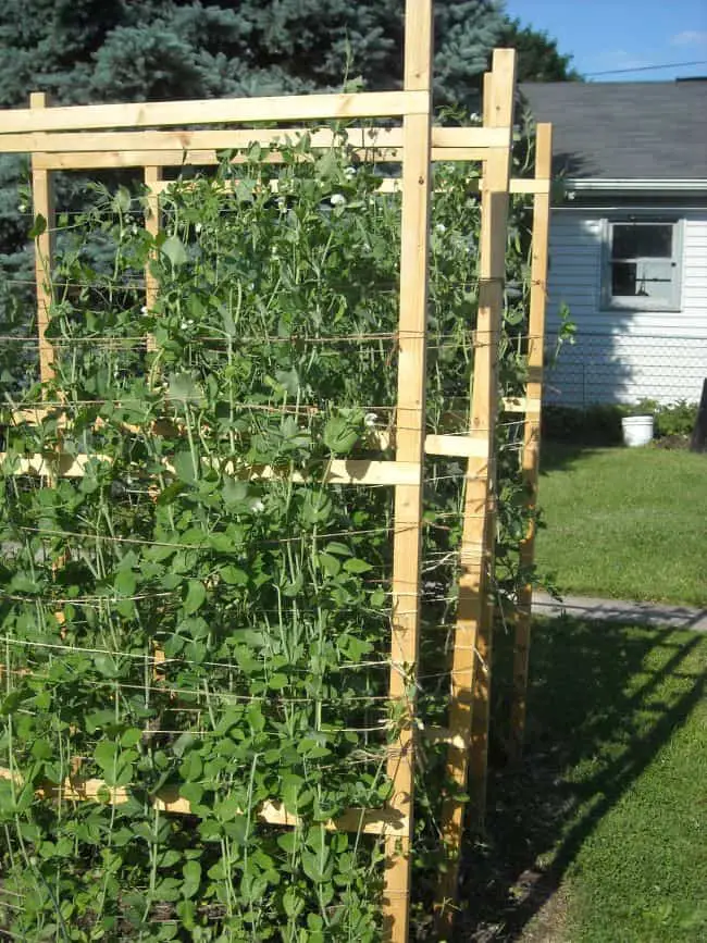 25 Diy Pea Trellis Ideas For Your Garden Gardenoid