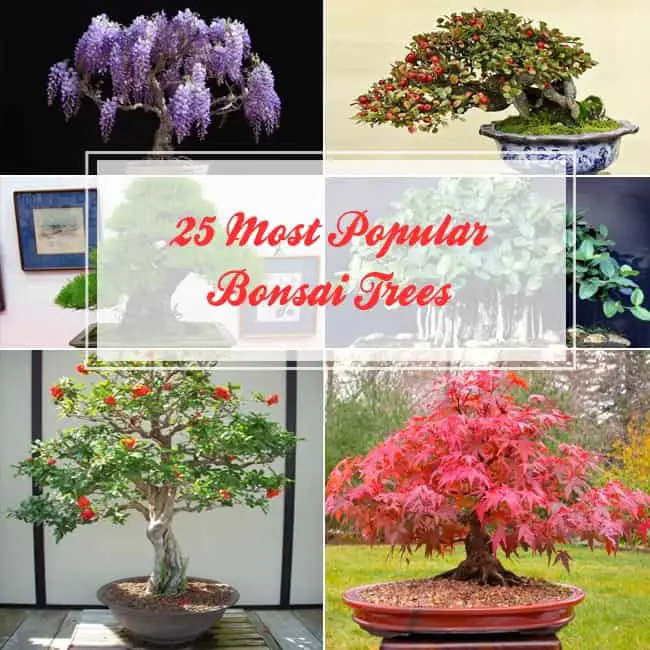 25 Most Popular Bonsai Trees : Bonsai Tree Care