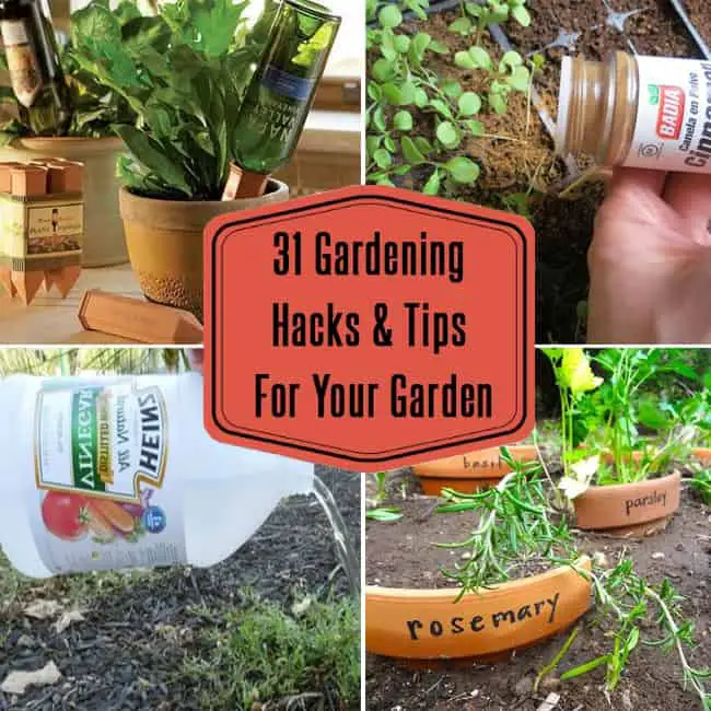31 Awesome Gardening Hacks And Tips For Your Garden