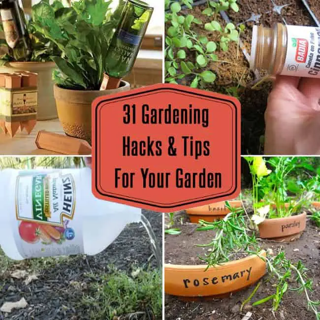 Gardening Hacks And Tips For Your Garden