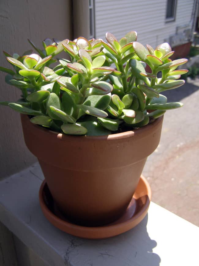 plant jade grow sunny area place gardenoid care