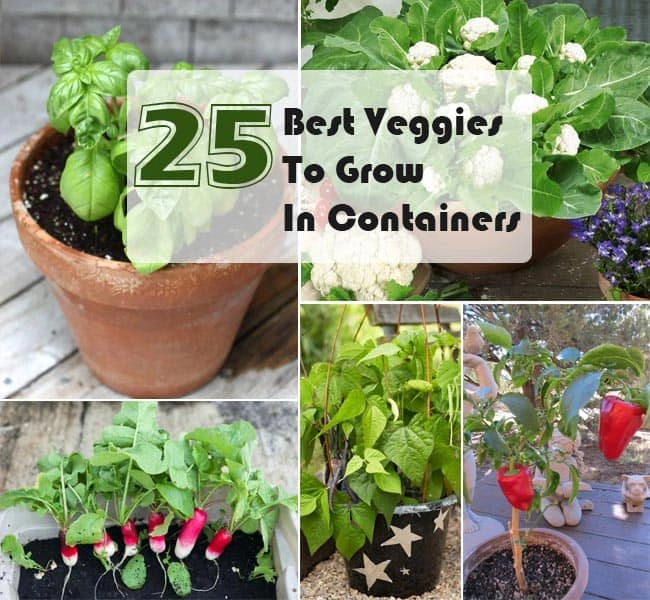 25 Best Veggies to Grow In Pots : Effective Ways to Grow Vegetables in Containers