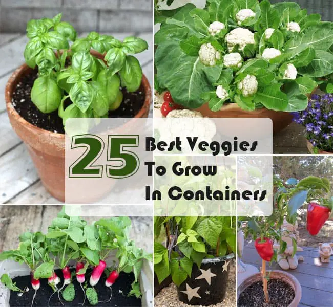25 Best Veggies to Grow In Pots Ways to Grow Vegetables in Containers