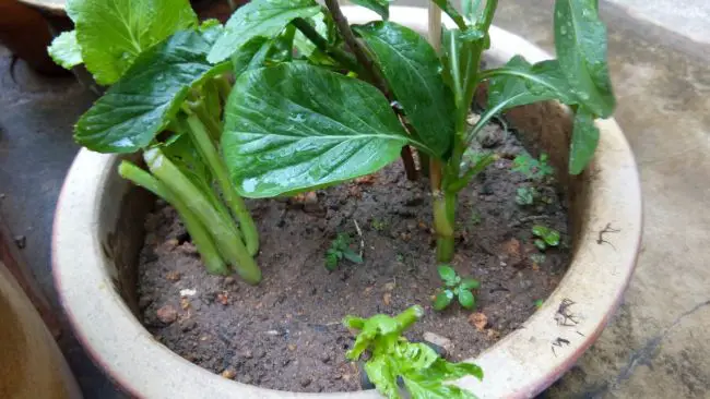 Best Vegetables To Grow in Pots