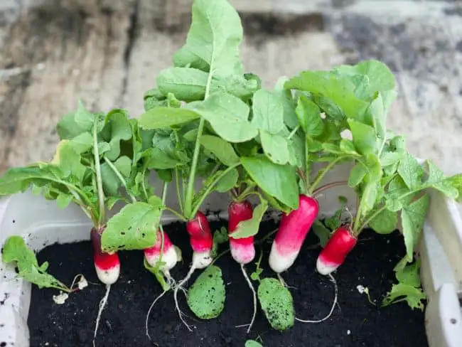 Best soil for Container Vegetables