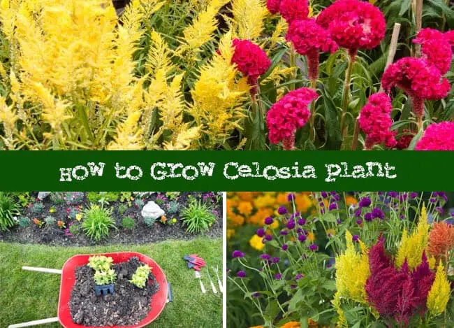 How To Grow Celosia : Growing And Plant Care