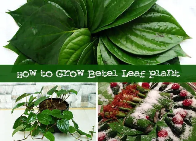 Complete Guide To Grow Betel Leaf Plant And Its Benefits