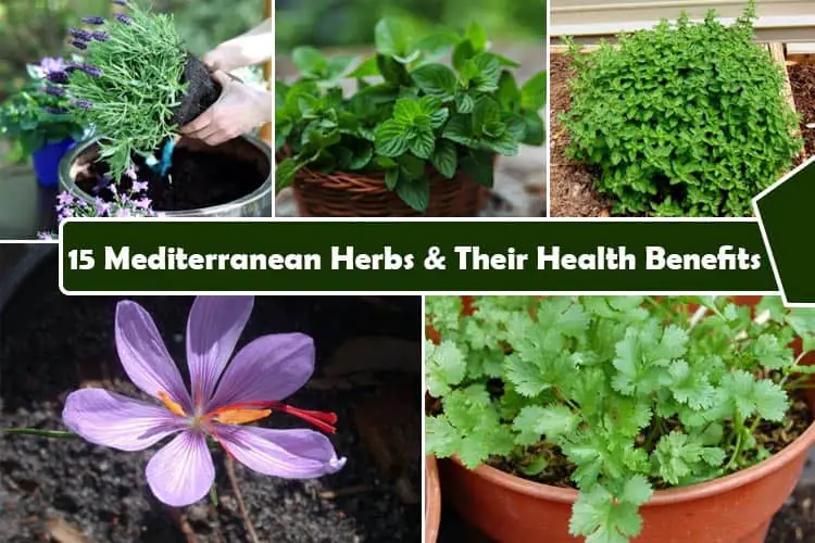 15 Mediterranean Herbs : Growing and Their Health Benefits