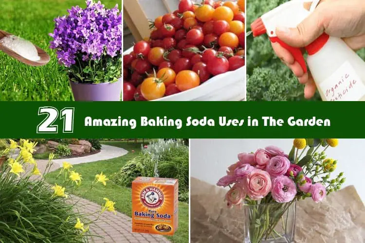 21 Baking Soda Uses in The Garden