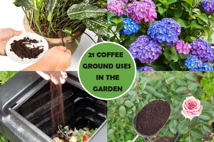21 Interesting Ways To Use Coffee Grounds In The Garden