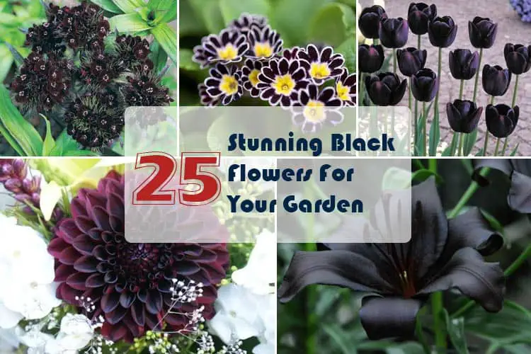 25 Stunning Black Flowers For Your Garden