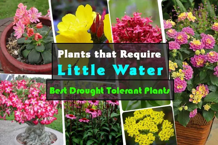 31 Plants That Require Little Water : Drought Tolerant Plants