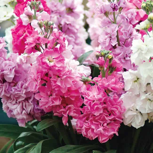 Plants for Winter 31 Colorful Plants That Grow In Winter