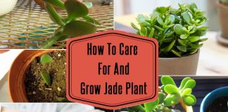 Gardening Tips and Advice | Gardenoid.com