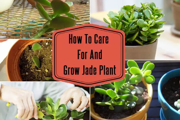 How To Grow Jade Plant : Jade Plant Care