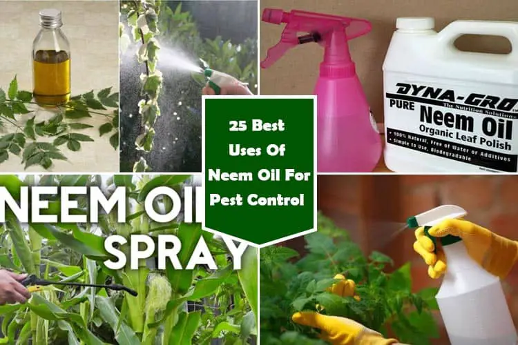 25 Best Ways To Use Neem Oil For Pest Control