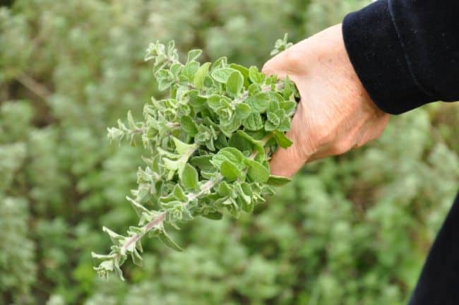 Benefits of Herbs