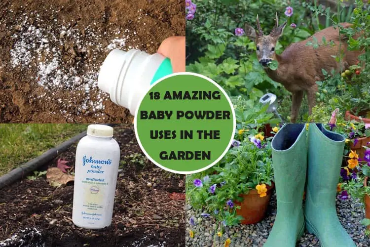 18 Amazing Baby Powder Uses in The Garden