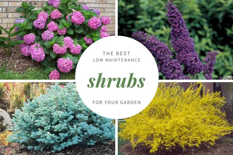 Low-maintenance plants thriving in an urban garden setting