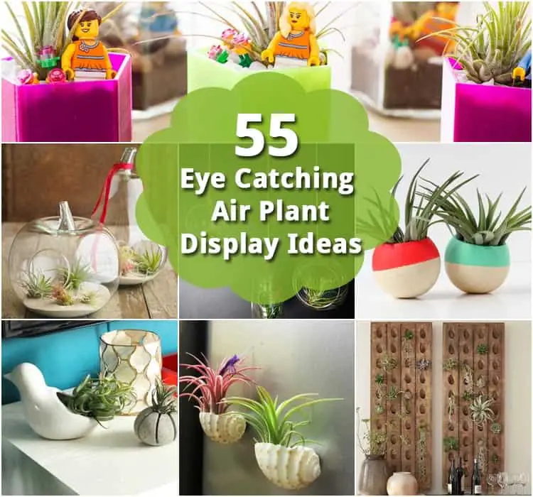 55 Eye Catching Air Plant Display Ideas