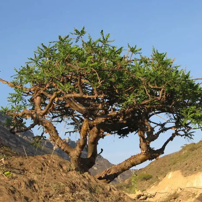 Boswellia sacra tree