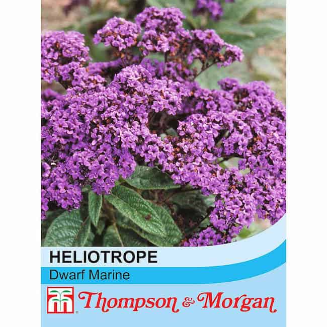 heliotrope plant care