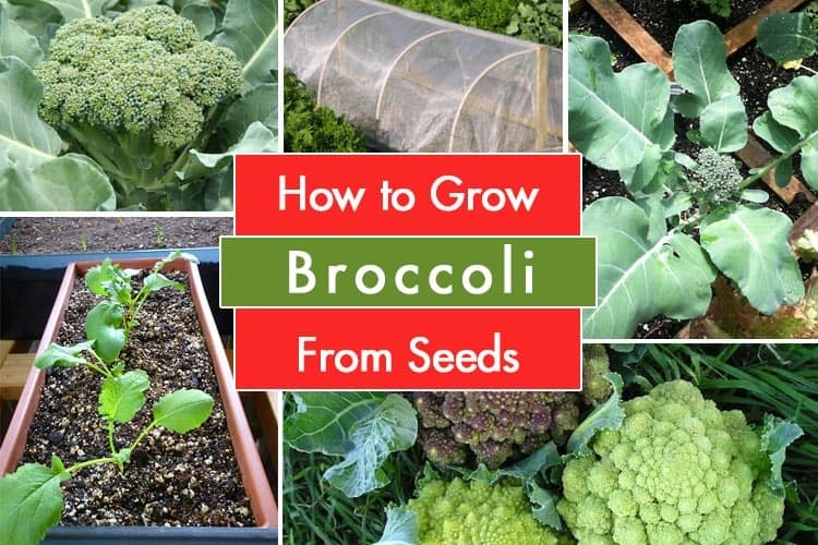 A Complete Guide To Growing Broccoli From Seeds