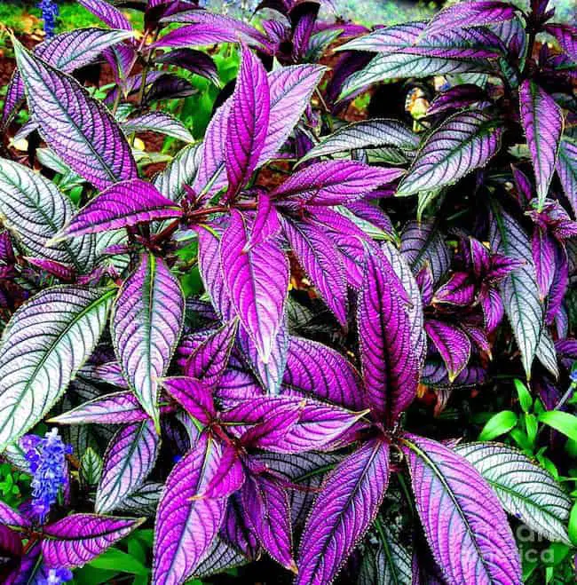 How To Grow And Take Care Of Persian Shield Plant Gardenoid