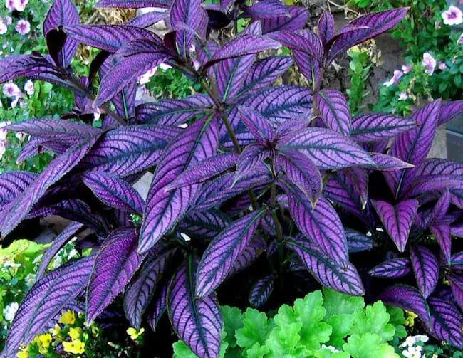 Persian shield plant care 