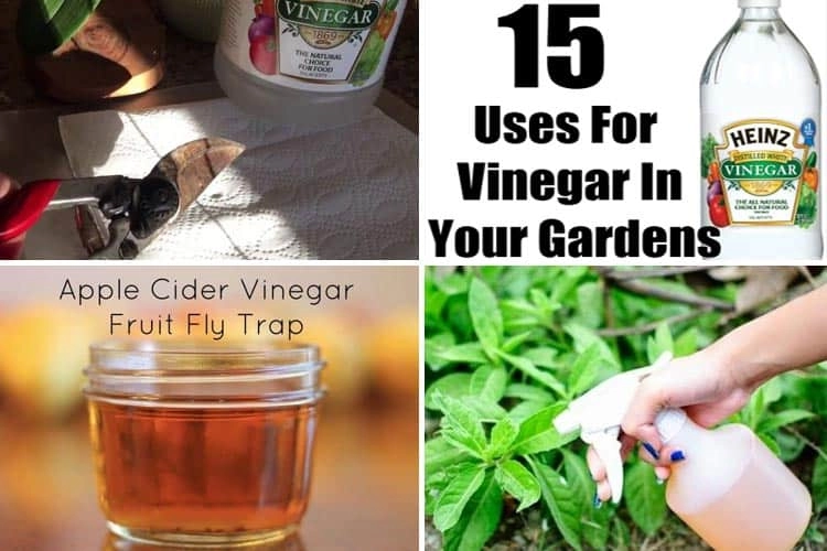 15 Uses Of Vinegar In The Garden