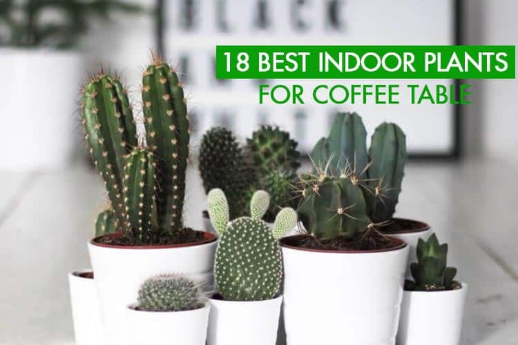 18 Best Indoor Plants For Coffee Table