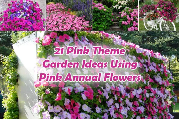 21 Pink Theme Garden Ideas Using Pink Annual Flowers