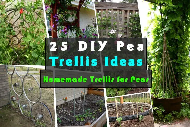 25 DIY Pea Trellis Ideas For Your Garden