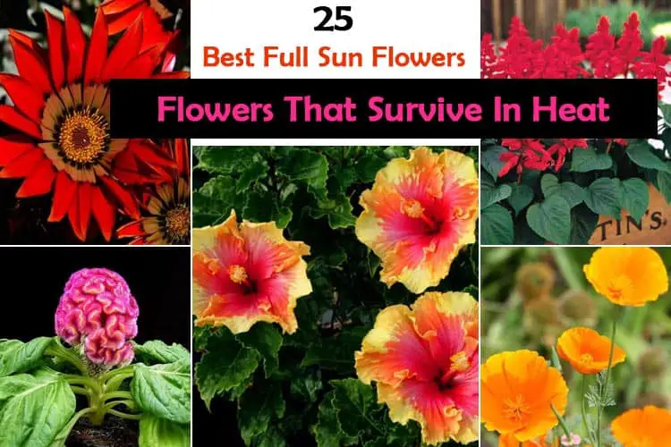 25 Best Full Sun Flowers : Flowers That Survive In Heat