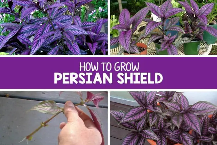 How To Grow And Take Care Of Persian Shield Plant