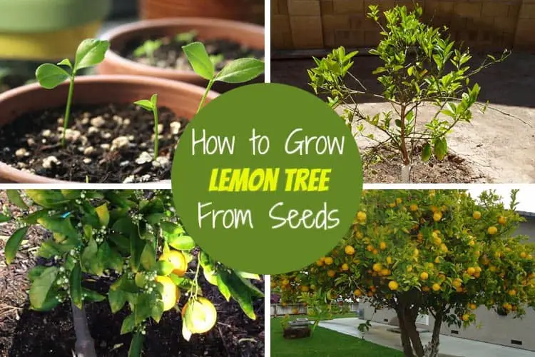 How to Grow Lemon Tree From Seeds