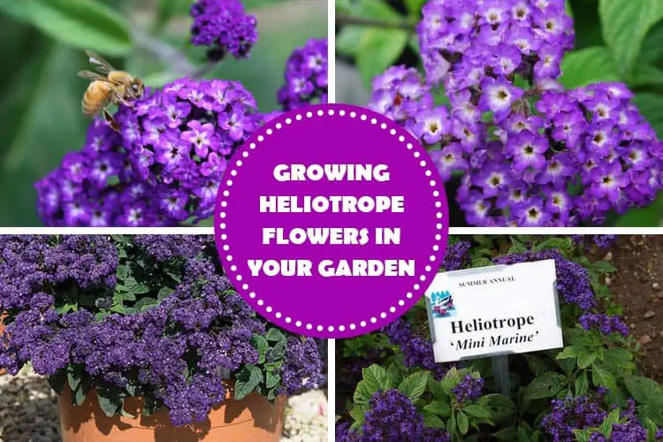 Growing Heliotrope Flowers In Your Garden