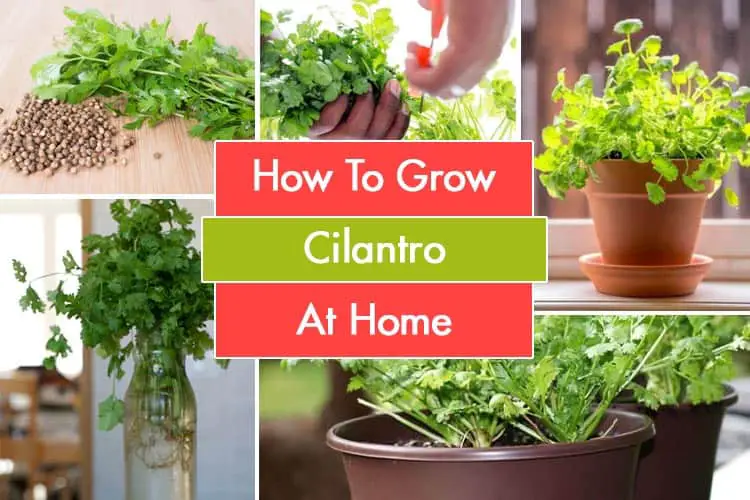 How To Grow Cilantro At Home : Cilantro Planting Guide - Gardenoid