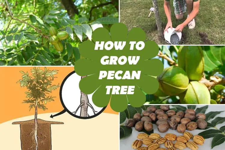 How To Grow Pecan Tree : Pecan Tree Care