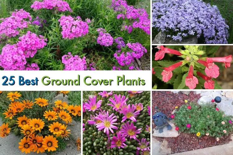 25 Best Ground Cover Plants For Your Garden