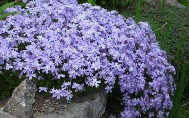 best ground cover plants