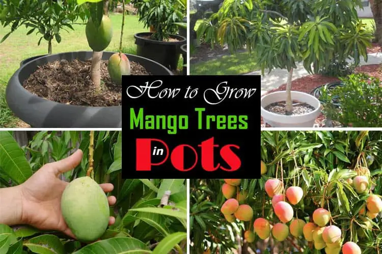 How To Grow Mango Tree In Pot