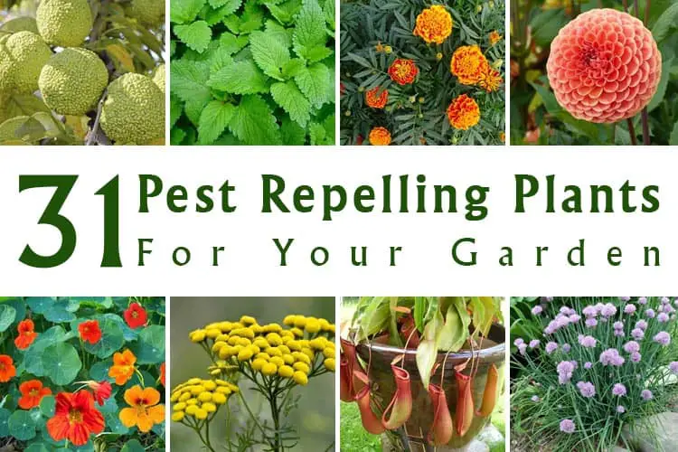 31 Pest Repelling Plants For Your Garden