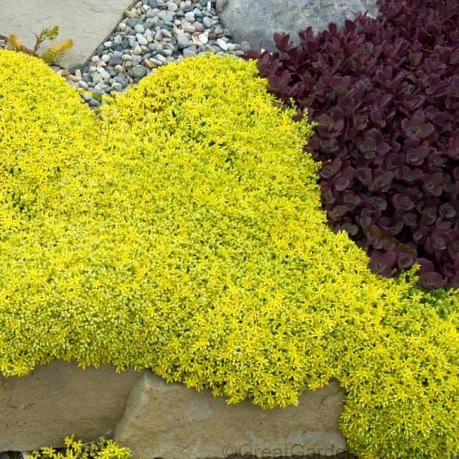 ground cover with yellow flowers